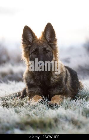 Pastore Tedesco cucciolo di cane che giace nel prato su una giornata invernale Foto Stock