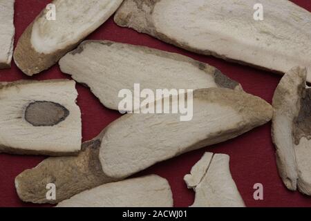 Paeoniae lactiflorae radix, white peony root, Baishao Foto Stock