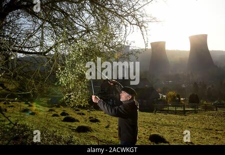 Buildwas, Shropshire, Regno Unito il 3° dicembre 2019. La raccolta di vischio per Natale a Buildwas in Severn Gorge, Shropshire, Inghilterra, Regno Unito. La maggior parte degli inglesi di vischio è raccolto nelle contee confinanti del Worcestershire, Herefordshire e Shropshire e Tenbury Wells è la capitale dell'Inghilterra per il vischio. Credito: David Bagnall/Alamy Live News Foto Stock