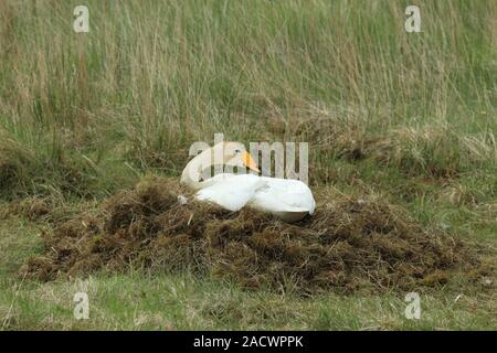 Whooper gironzolano sul nido Foto Stock