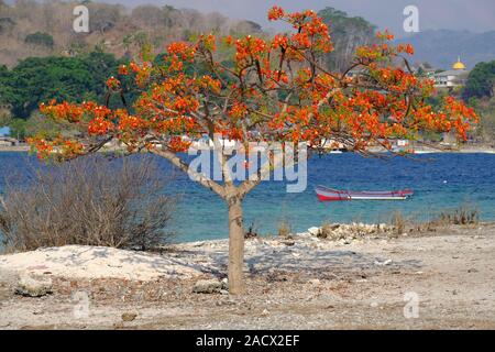 Indonesia - Alor blooming Flame Tree e il paesaggio costiero Foto Stock