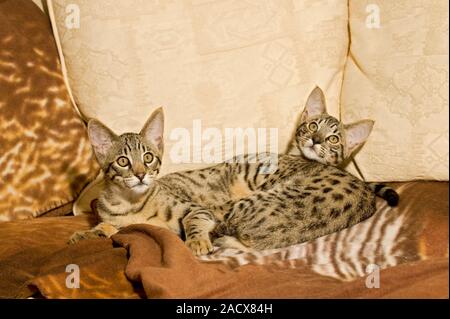 Savannah cat (felis catus X Leptailurus serval). Hybrid gatto domestico e serval. Foto Stock