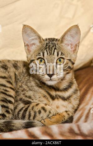 Savannah cat (felis catus X Leptailurus serval). Hybrid gatto domestico e serval. Foto Stock