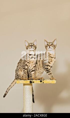 Savannah cat (felis catus X Leptailurus serval). Hybrid gatto domestico e serval. Foto Stock