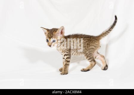 Savannah cat (felis catus X Leptailurus serval). Hybrid gatto domestico e serval. Foto Stock