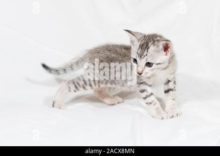 Savannah cat (felis catus X Leptailurus serval). Hybrid gatto domestico e serval. Foto Stock