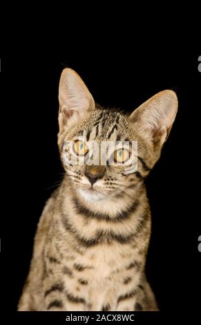 Savannah cat (felis catus X Leptailurus serval). Hybrid gatto domestico e serval. Foto Stock