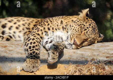 Un sonno Leopard su un blocco di legno Foto Stock