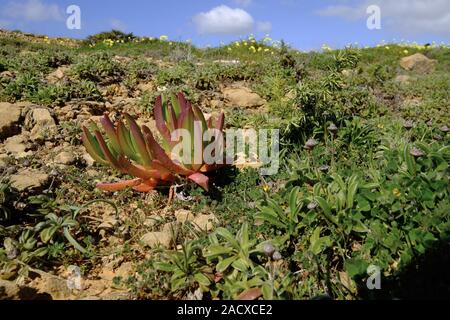 Pranzo commestibile fiore, Carpobrotus edulis, Hottentot Fig Atlantic, Algarve, Portogallo, Europa Foto Stock