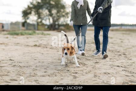 Pet, animale domestico e concetto di persone - giovane a piedi con felice cane beagle al guinzaglio lungo la spiaggia di autunno Foto Stock