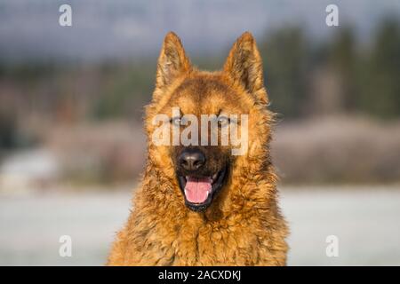 Westerwälder Kuhhund, Old German Sheepdog, ritratto Foto Stock