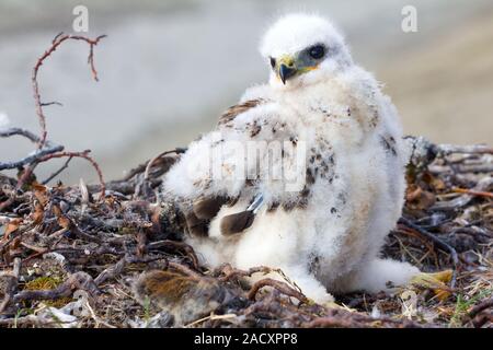 Rough-zampe Poiana (Buteo lagopus) pulcino nel nido e lemming come preda. Novaya Zemlya, Arctic Foto Stock