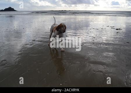 St Michaels mount con cani e gabbiani Foto Stock