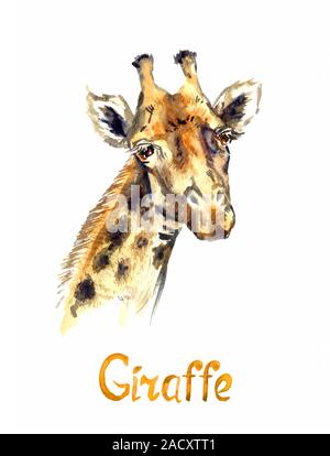 La giraffa volto ritratto, dipinte a mano illustrazione ad acquerello isolato su bianco, elemento per la progettazione Foto Stock
