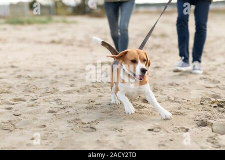 Pet, animale domestico e concetto di persone - giovane a piedi con felice cane beagle al guinzaglio lungo la spiaggia di autunno Foto Stock