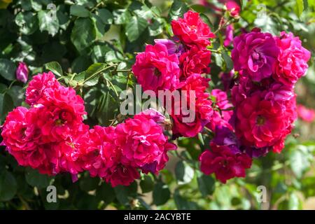 Rosso rosa rampicante Flammentanz Rosa Foto Stock