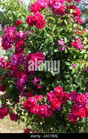 Rosso rosa rampicante rose rosa Flammentanz Foto Stock