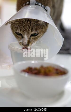 Gatti ammalati sono acqua potabile con un veterinario o cono che copre il cono di plastica sulla testa per impedire che i gatti da leccarsi le ferite. Foto Stock