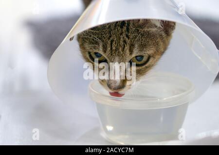 Gatti ammalati sono acqua potabile con un veterinario o cono che copre il cono di plastica sulla testa per impedire che i gatti da leccarsi le ferite. Foto Stock