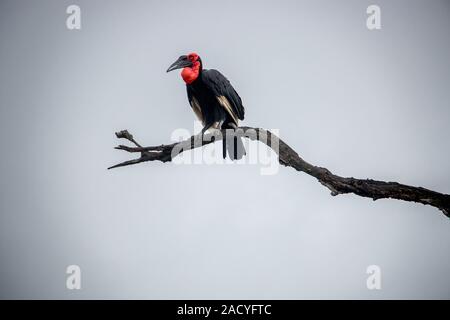 Massa meridionale hornbill nel Parco Nazionale di Kruger, Sud Africa. Foto Stock