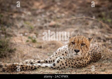 Cheetah starring nel Parco Nazionale di Kruger, Sud Africa. Foto Stock