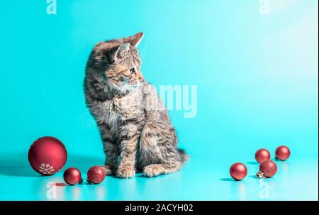 Piccolo cucciolo grigio e rosso palle di Natale su uno sfondo luminoso Foto Stock