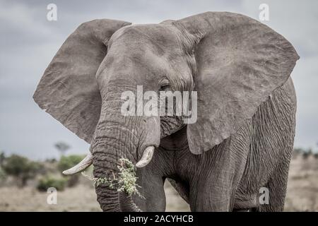 Mangiare elefante nel Parco Nazionale di Kruger Foto Stock