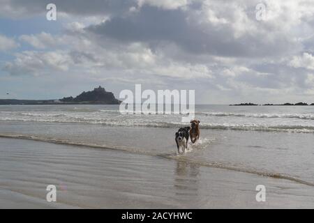 St Michaels mount con cani e gabbiani Foto Stock