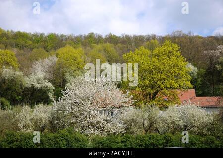 Acer platanoides, Norvegia acero e Prunus avium, ciliegio dolce Foto Stock