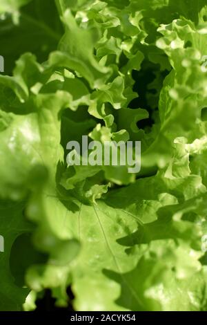 Una chiusura dettaglio di un appena raccolto Verde foglie di lattuga - insalata verde sfondo vegetale Foto Stock