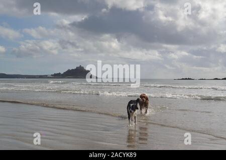 St Michaels mount con cani e gabbiani Foto Stock
