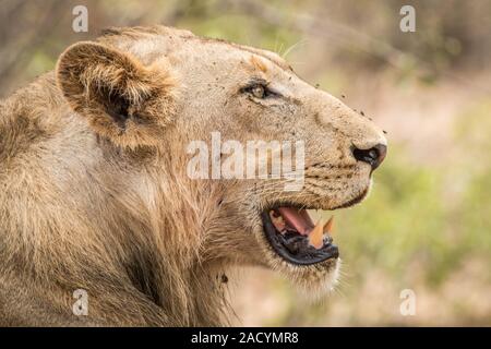 Il profilo laterale di un leone nel Parco Nazionale di Kruger. Foto Stock