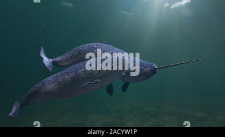 Narwhal giovane, due Monodon monoceros nuoto insieme nell'oceano Foto Stock