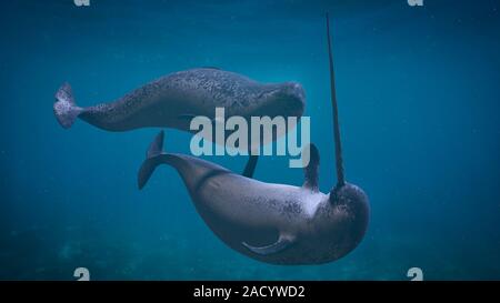 Narwhal giovane, due Monodon monoceros giocare nell'oceano Foto Stock