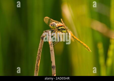 Nero Darter dragonfly (Sympetrum danae) femmina arroccato su un pettine a Priddy Mineries in Mendip Hills, Somerset. Foto Stock