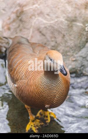 Ruddy intitolata goose (Chloephaga rubidiceps) Foto Stock