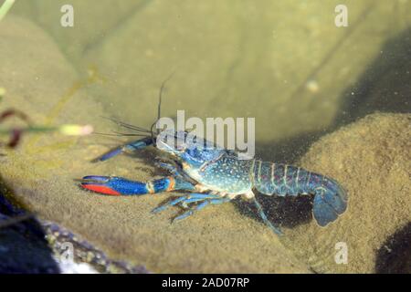 Rotscherenkrebs, Cherax quadricarinatus, australiano della Red Claw gamberi di fiume Foto Stock