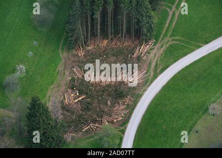 Registrazione con harvester nel bosco di abete rosso nella Foresta Nera Foto Stock