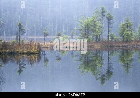 Pini riflessa in un lago svedese / Hallands Laen - Svezia Foto Stock