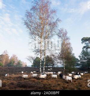 Gregge di pecore olandese di prima mattina autunnale di heath nei pressi di Utrecht nella luce calda del sole in Olanda Foto Stock