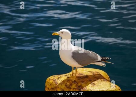 Seagull . Isolato. Vista laterale del gabbiano su giallo bollard. Oceano sullo sfondo . Immagine di stock. Foto Stock