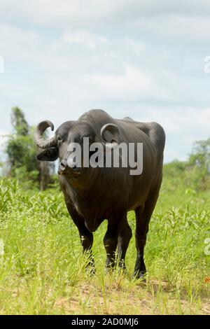 Bufali domestici o acqua asiatici buffalo (Bubalus bubalis) in piedi, guardando la telecamera, Pantanal, Mato Grosso, Brasile Foto Stock