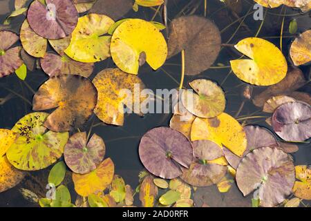 Close up di acqua Lilly foglie con colori autunnali Foto Stock
