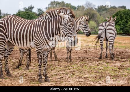 Il Grevy's zebra (Equus grevyi), noto anche come la zebra imperiale, è il più grande vivente equide selvatico e il più grande e il più minacciato di tre Foto Stock