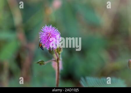 Il primo piano di delicati fiori piante, Mimosa Pudica con piccola ape su blur sullo sfondo Foto Stock