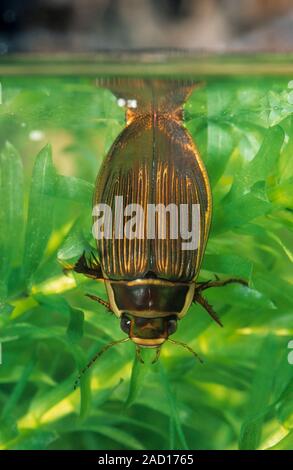 Gelbrandkäfer, Gelbrand-Käfer, Gelbrand, Weibchen beim Luftholen an der Wasseroberfläche, Dytiscus marginalis, grande diving beetle, Schwimmkäfer, Dyti Foto Stock