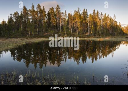 Gli alberi che riflettono in un lago nella luce della sera, Muddus National Park, Lapponia, Svezia Foto Stock