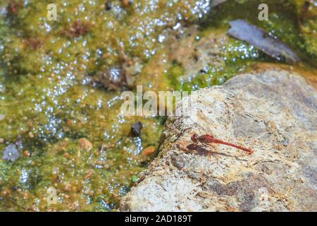 Macro di rosso-venato Dropwing Dragonfly, Trithemis arteriosa, su roccia a Ormiston Gorge foro per l'acqua, un rifugio per la fauna australiana nel West MacDonnell Foto Stock