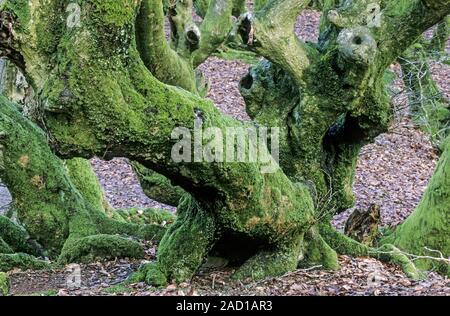 Comune di faggi nella foresta da favola Troldeskoven / Parco Nazionale di Rebild Bakker Foto Stock