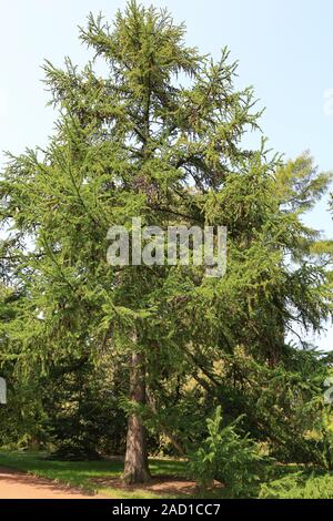 Giapponese allodola, Giapponese larice Larix Kaempferi Foto Stock